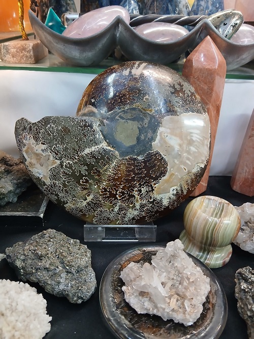 Ammonite Fossil